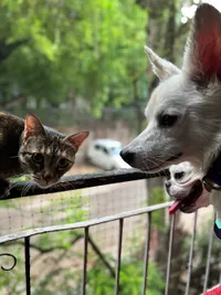 In-Home Pet Boarding