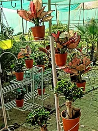 Pots, Planters & Stands