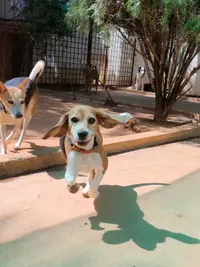 Dog Boarding