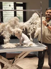 Dog Grooming