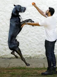 Pet Photography