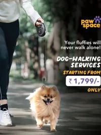 Dog Walking