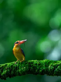 Wildlife Photography