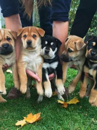 Pet Sales & Adoption