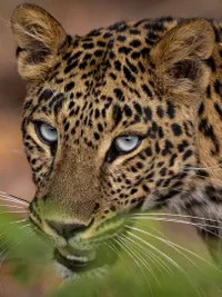 Wildlife Photography Tours