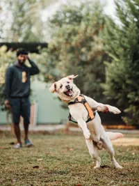 Dog Daycare