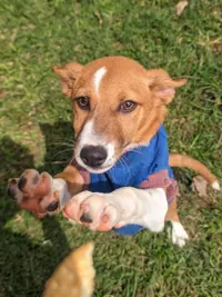 Pet Adoption Services