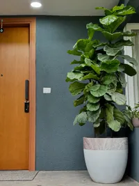 Plant Sourcing & Consultation