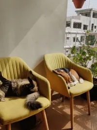 In-Home Pet Sitting