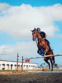 Horsemanship Certification Courses