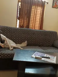 Dog Daycare