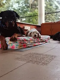 Dog Owner Coaching