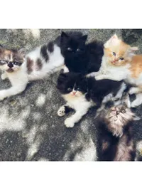 Kittens for Sale