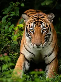 Wildlife Image Licensing