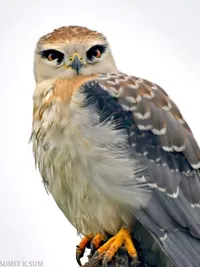 Wildlife Photography & Filmmaking