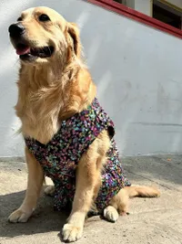 Custom Pet Wear