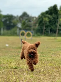Dog Party & Event Hosting