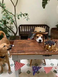 Custom Dog Bakery
