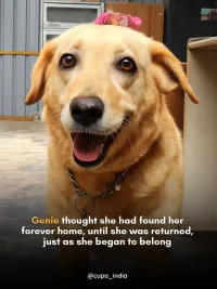 Pet Adoption, Fostering & Sponsorship