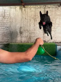 Working Dog Breeding & Stud Services