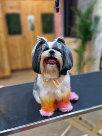 Creative Grooming
