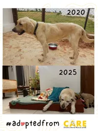 Animal Welfare Advocacy