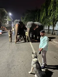 Dog & Cat Training