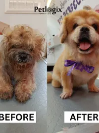 Mobile Pet Grooming