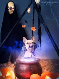 Themed & Special Occasion Pet Photography