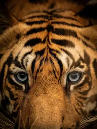 Wildlife & Nature Photography