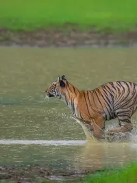 Wildlife Photography Workshops