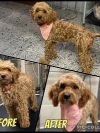 Dog Grooming & Styling