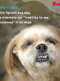 Dog Grooming