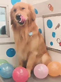 Pet Birthday Party Package