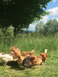 Farm Fresh Products