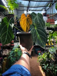 Plant Nursery and Sales
