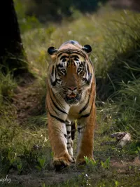 Animal Photography