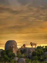 Fine Art Wildlife Prints