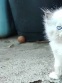 Cat Breeding Services