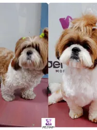 Mobile Pet Grooming