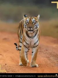 Wildlife & Nature Expeditions