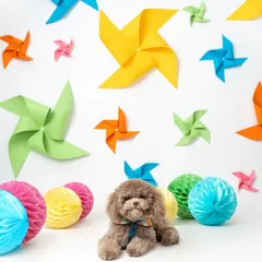 Even the smallest pups can make a big impression. This tiny poodle looks so adorable amidst the large, colorful props of our pinwheel-themed shoot. It shows that I can work with dogs of all sizes to create magical, creative campaign images.