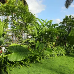 This is a tropical garden design where the lawn meets a dense border of foliage. I maintain the sharp edge between the grass and the garden bed, ensuring both elements look their best.
