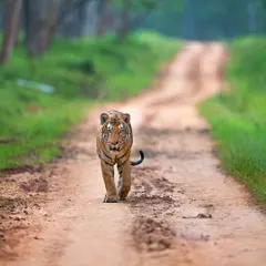 The rise and fall of the Nayanjikatte Male, a dominant tiger who once ruled Kabini. This image captures him in his prime, a true warrior whose legacy lives on through his daughter, the current queen of northern Kabini.