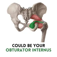 This anatomical illustration highlights the obturator internus, a deep hip muscle that can cause significant pelvic pain when tight. My treatment involves techniques to release this muscle and restore proper function.