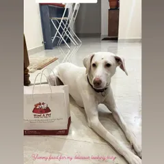 The beautiful Rajapalayam, Siri, posing with her delivery bag. We're so glad she's enjoying her yummy and healthy homemade food.