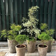 For this Bangalore courtyard, we explored a more structured style. We grouped topiary shrubs and variegated Ficus trees in textured pots to create a clean, elegant, and symmetrical green space that complements the home's architecture.