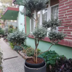 This is a Leucophyllum frutescens, or Texas Sage, which we have shaped into a beautiful topiary. Its silvery foliage offers a wonderful cool tone to a garden palette.
