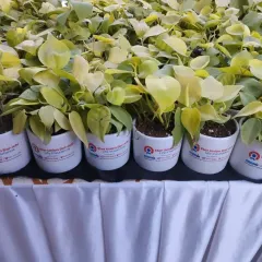 A sea of green for a corporate event. This large order of Golden Pothos plants sits ready in ceramic pots customized for Star Union Dai-ichi Life Insurance, creating a powerful visual impact.