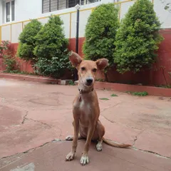 This is Maria, a graceful 1-year-old Indie girl, patiently waiting for her forever family. She is already spayed and vaccinated, and her gentle nature makes her a joy to be around.